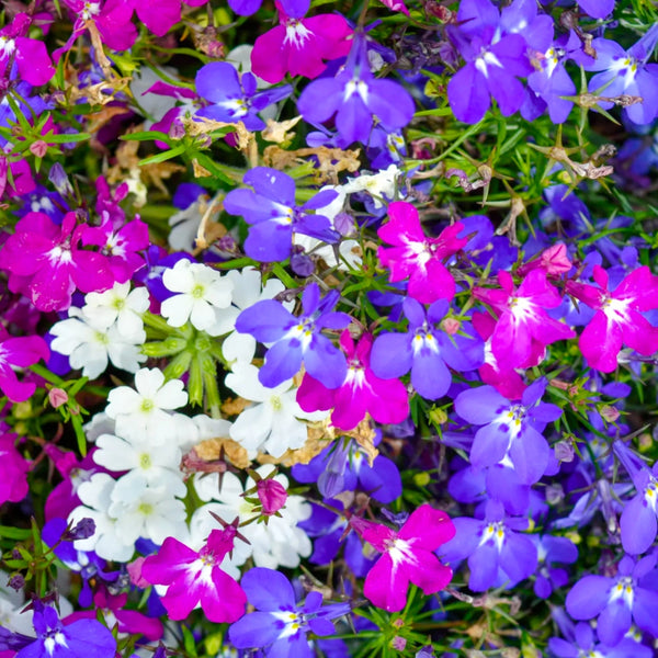 lobelia from seed to flower Cascade Blend Lobelia Seeds For Planting (Lobelia pendula) Seed Needs – Seed Needs LLC