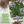 Sweet Marjoram Herb Seeds For Planting (Origanum majorana)