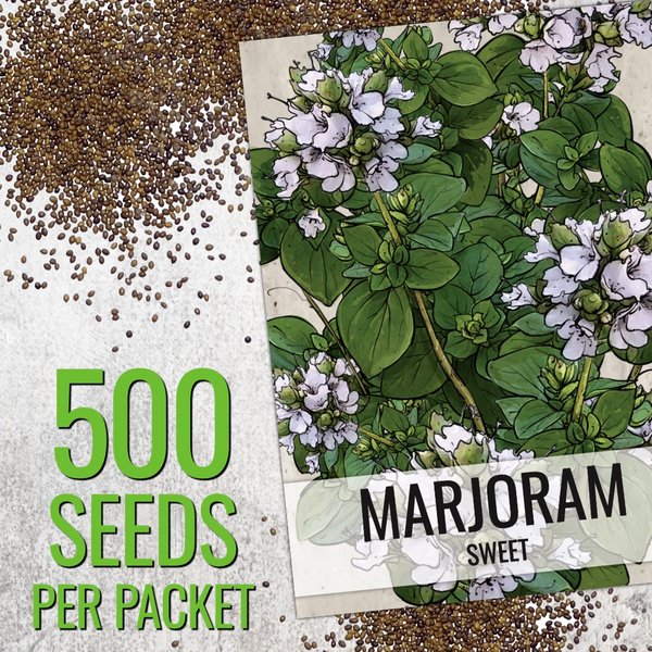 planting marjoram seeds Sweet Marjoram Herb Seeds For Planting (Origanum majorana) Seed Needs – Seed Needs LLC