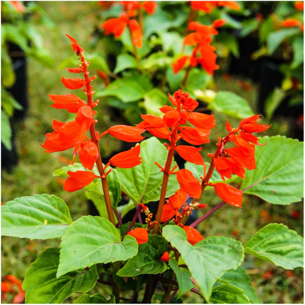 Scarlet Sage Seeds For Planting / Scarlet Salvia (Salvia coccinea)