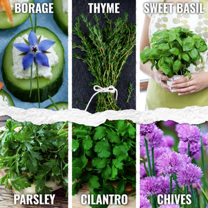 Culinary Herb Seed Variety Pack (12 Packets)