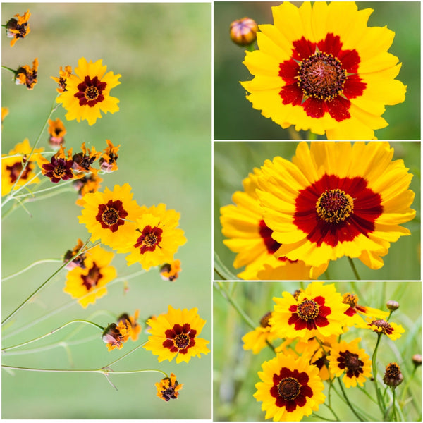Coreopsis Plains Seeds For Planting (Coreopsis tinctoria)