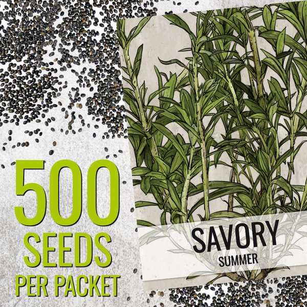 Summer Savory Herb Seeds For Planting (Satureja hortensis)