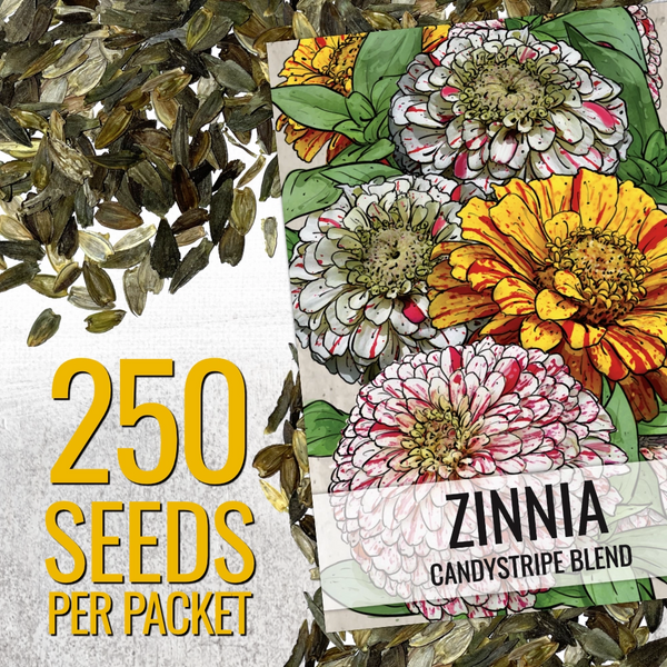 Candystripe Zinnia Mixture (Zinnia elegans)