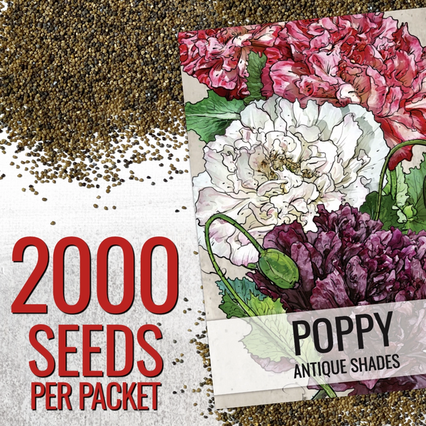 Antique Shades Peony Poppy Seeds For Planting (Papaver paeoniflorum)