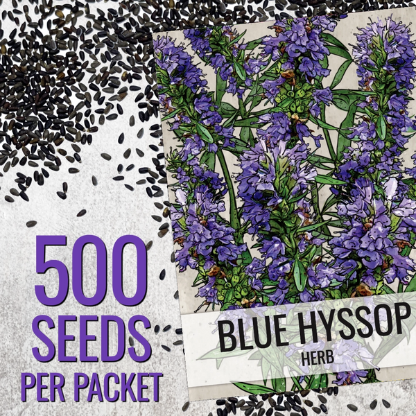 Hyssop Herb Seeds For Planting (Hyssopus officinalis)
