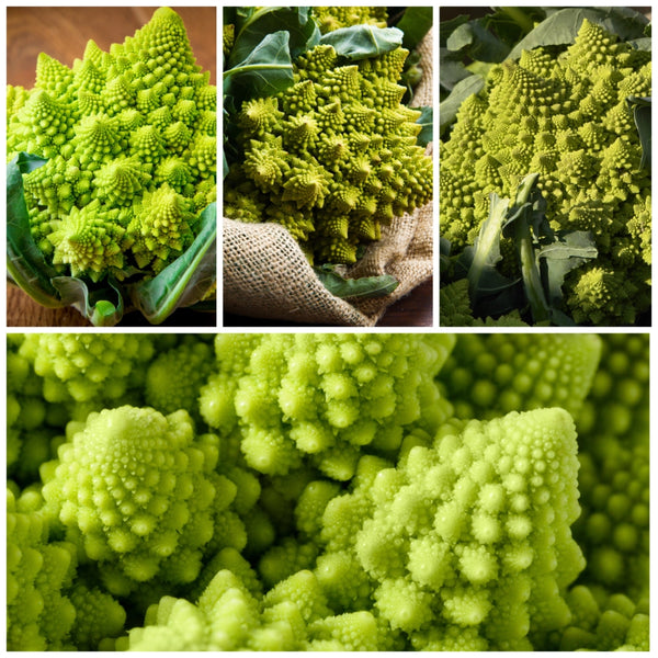 Romanesco Broccoli Seeds For Planting (Brassica oleracea)
