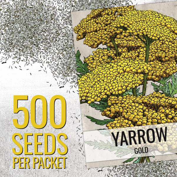 Gold Yarrow Seeds For Planting (Achillea filipendulina)