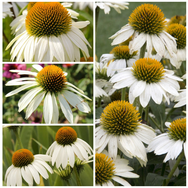White Swan Coneflower Seeds For Planting (Echinacea purpurea)
