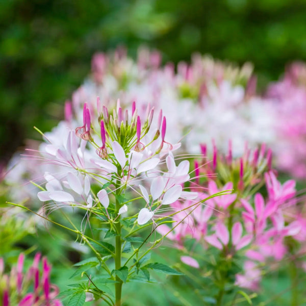 Cleome Seeds For Planting, Spider Mixture (Cleome hassleriana)