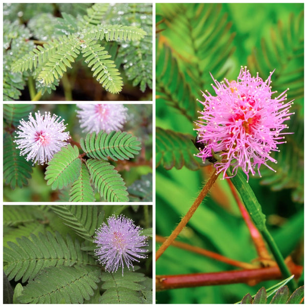 Sensitive Plant Seeds For Planting (Mimosa Pudica)
