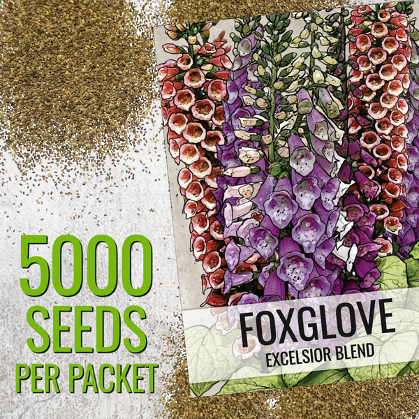 planting digitalis seeds Excelsior Mixture Foxglove Seeds For Planting (Digitalis purpurea) – Seed Needs LLC