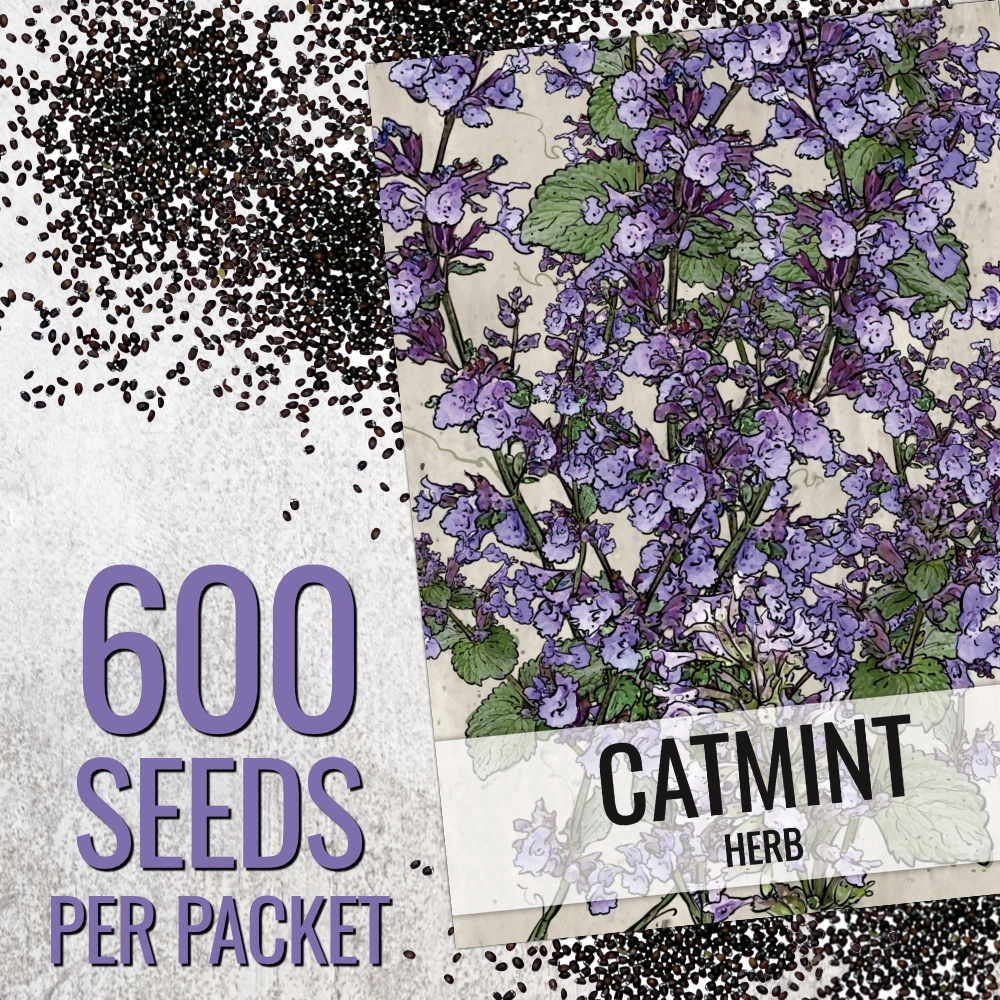 Catmint Herb Seeds For Planting (Nepeta mussinii)
