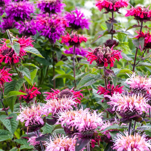 Panorama Blend Bee Balm Seeds For Planting (Monarda didyma)
