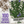 Rosemary Herb Seeds For Planting (Rosemarinus officinalis)