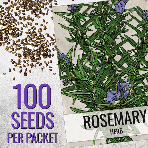 Rosemary Herb Seeds For Planting (Rosemarinus officinalis)