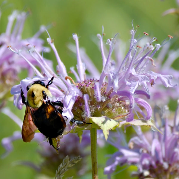 Wild Bee Balm Seeds For Planting (Monarda fistulosa)
