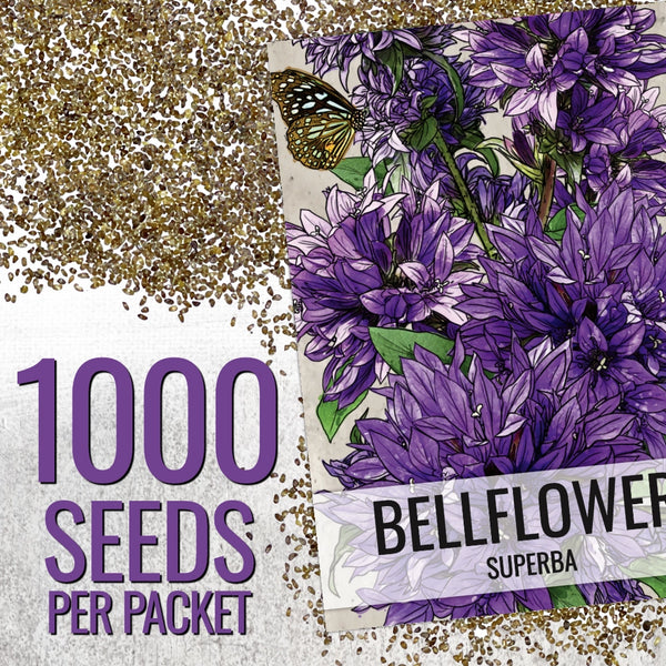 Bellflower Superba Seeds For Planting (Campanula glomerata)