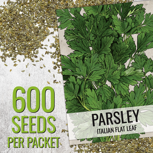 Italian Flat Leaf Parsley Seeds For Planting (Petroselinum crispum)