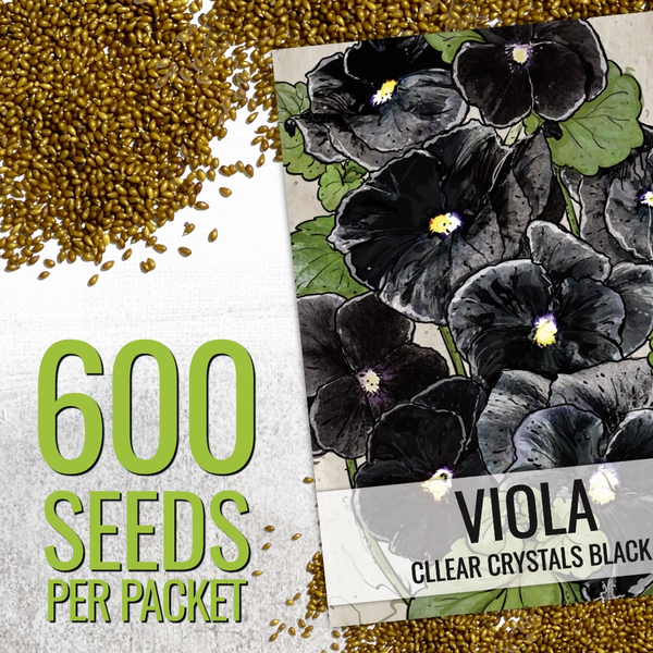 Black Pansy Seeds For Planting "Clear Crystals" (Viola x wittrockiana)