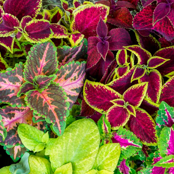 Rainbow Coleus Seeds For Planting (Coleus blumei)