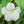 White Moonflower Seeds For Planting - Evening Bloomer (Ipomoea alba)