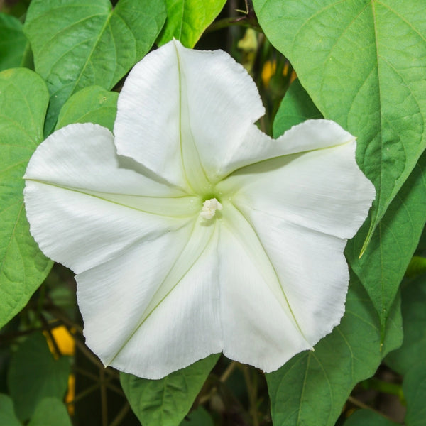 White Moonflower Seeds For Planting - Evening Bloomer (Ipomoea alba)