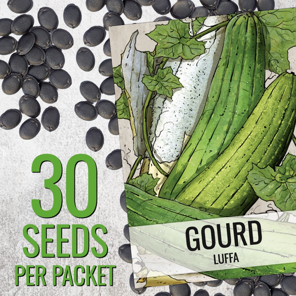 Luffa Gourd Seeds For Planting (Luffa aegyptiaca)
