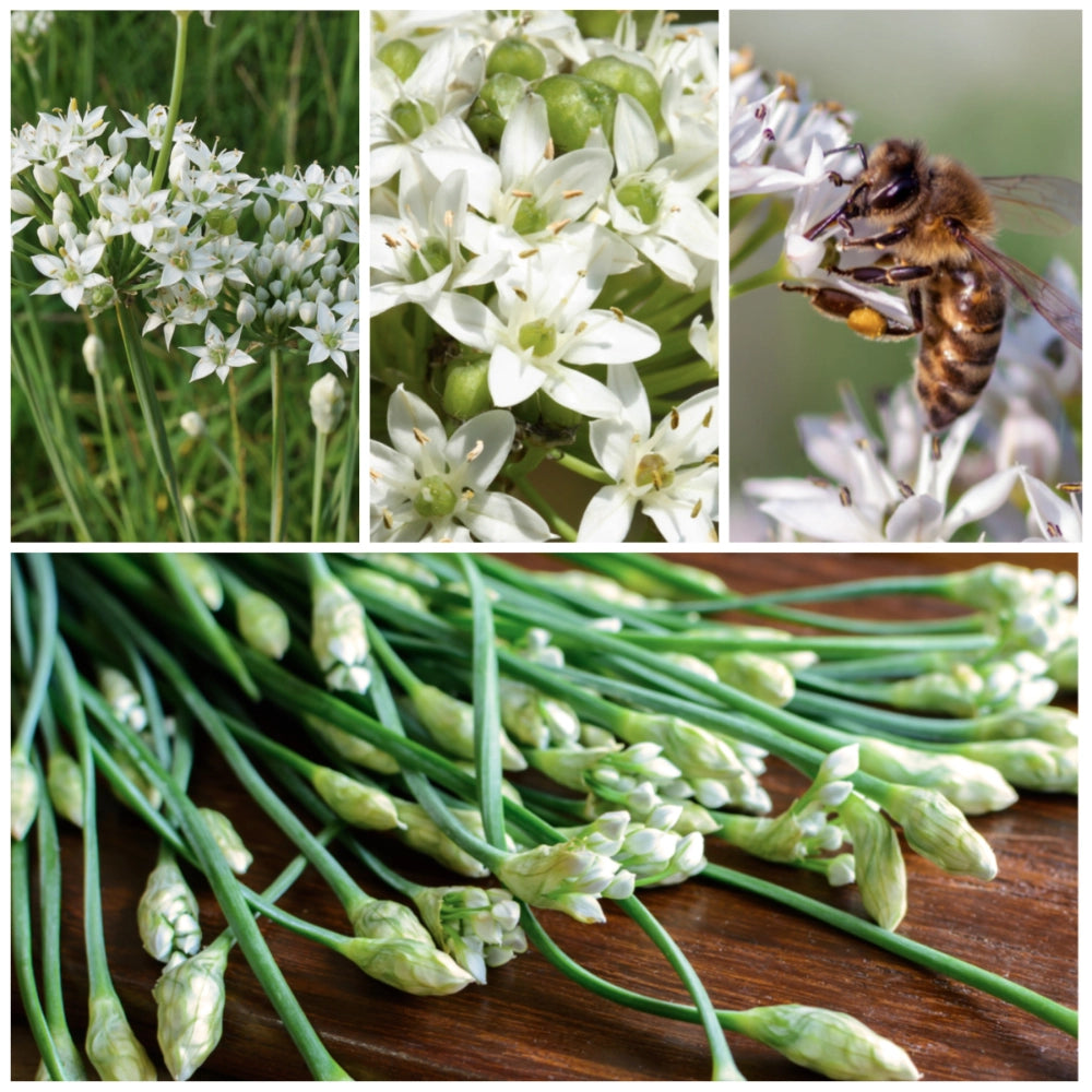 Seed Needs Garlic Chives Herb Seeds - Thumbnail 4