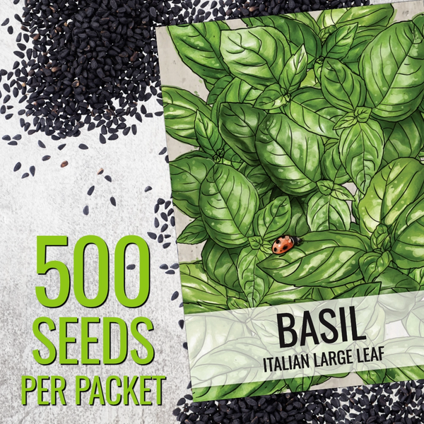 Italian Large Leaf Basil Seeds For Planting (Ocimum basilicum)