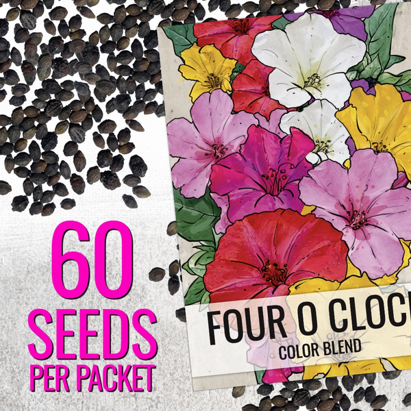 Mixed Four O' Clock Seeds For Planting (Mirabilis jalapa)