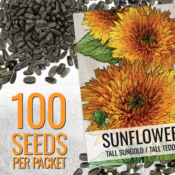 Tall Sungold Sunflower Seeds For Planting (Helianthus annuus)
