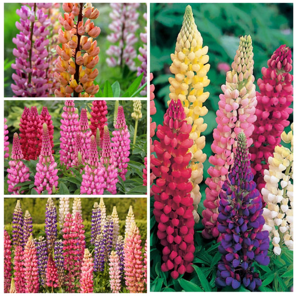 Lupine Russell Seeds For Planting (Lupinus polyphyllus)
