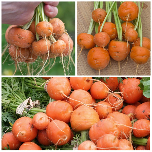 Paris Market Carrot Seeds For Planting (Daucus carota)
