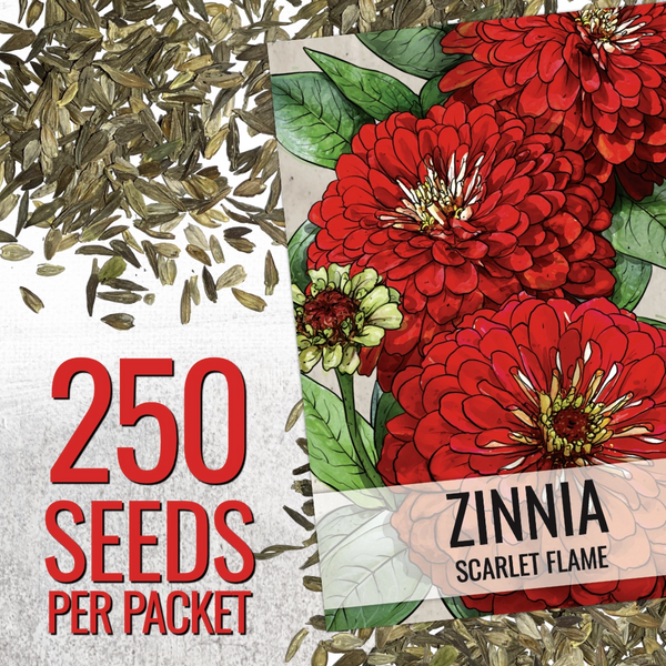 Scarlet Flame Zinnia Seeds For Planting
