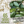 Cucamelon Seeds For Planting, Mexican Sour Gherkin (Melothria scabra)
