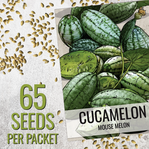 Cucamelon Seeds For Planting, Mexican Sour Gherkin (Melothria scabra)
