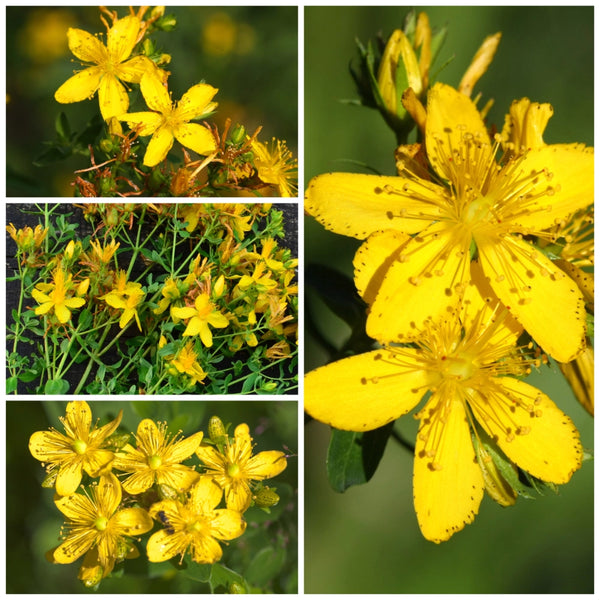 st john's wort plant seeds St. Johns Wort Seeds For Planting (Hypericum perforatum) Seed Needs – Seed Needs LLC