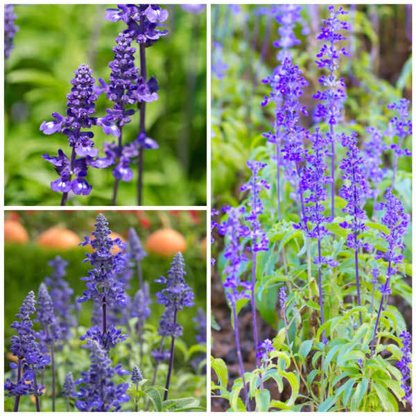 Sapphire Sage Seeds For Planting / Sapphire Salvia (Salvia farinacea)