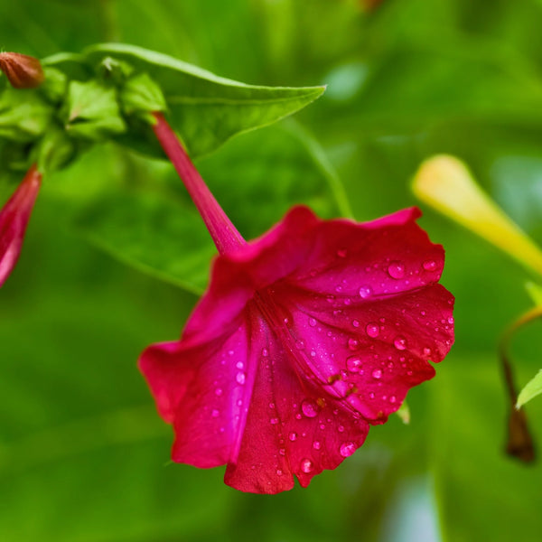 Red Four O' Clock Seeds For Planting (Mirabilis jalapa)