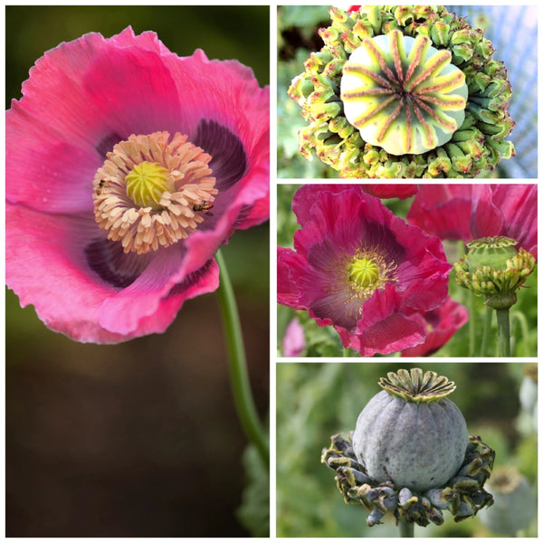 Hens and Chicks Poppy Seeds For Planting (Papaver somniferum)