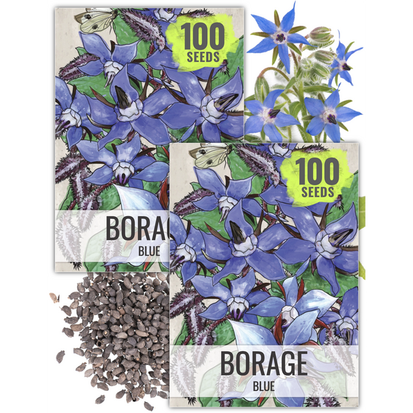 Blue Borage Seeds For Planting (Borago officinalis)