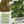 Arugula Herb Seeds For Planting (Eruca sativa)