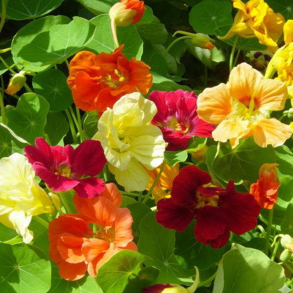 Jewel Mixture Nasturtium Seeds For Planting (Tropaeolum nanum)