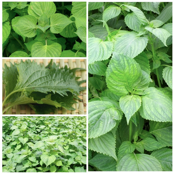Green Shiso Seeds For Planting (Perilla frutescens)