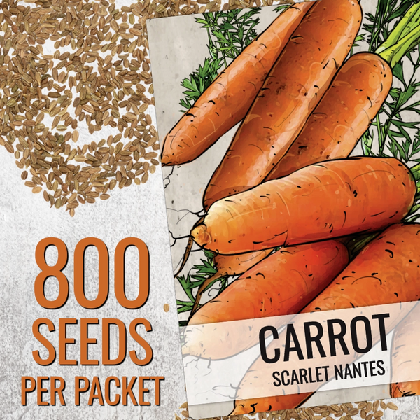 Scarlet Nantes Carrot Seeds For Planting (Daucus carota)