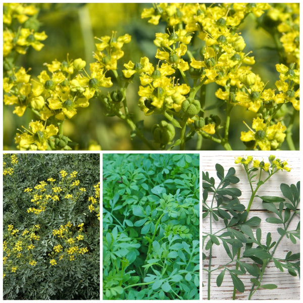 Rue Herb Seeds For Planting (Ruta graveolens)
