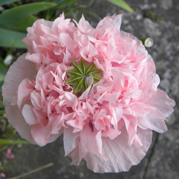 peony rose seeds Pale Rose Peony Poppy Seeds For Planting (Papaver paeoniflorum) – Seed Needs LLC