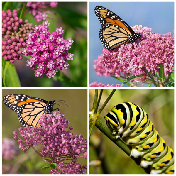 Pink Swamp Milkweed Seeds For Planting (Asclepias incarnata)