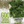 Triple Curled Parsley Seeds For Planting (Petroselinum crispum)